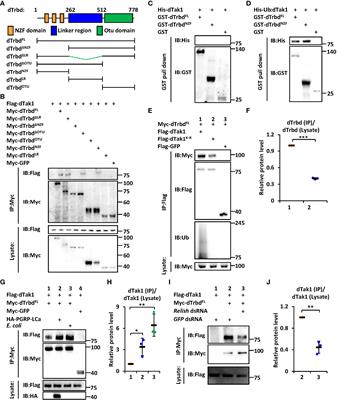 A Feedback Regulatory Loop Involving dTrbd/dTak1 in Controlling IMD Signaling in Drosophila Melanogaster